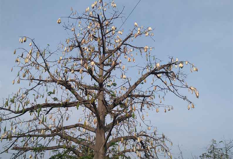 கடமலை-மயிலை ஒன்றியத்தில் பணியாளர்கள் பற்றாக்குறையால் வீணாகும் இலவம் காய்கள்