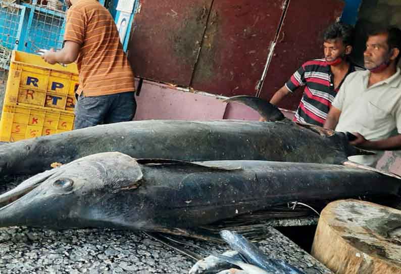 கோத்தகிரி மார்க்கெட்டுக்கு விற்பனைக்கு வந்த ராட்சத மயில் மீன்