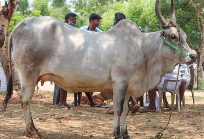 காங்கேயம் இன பசுமாடுகள் ரூ.14 லட்சத்திற்கு விற்பனை