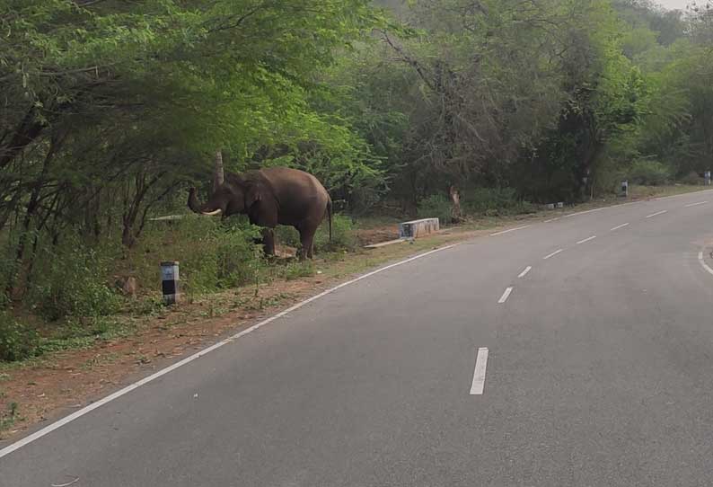 ஒகேனக்கல்லில் சாலையை கடந்த காட்டு யானை