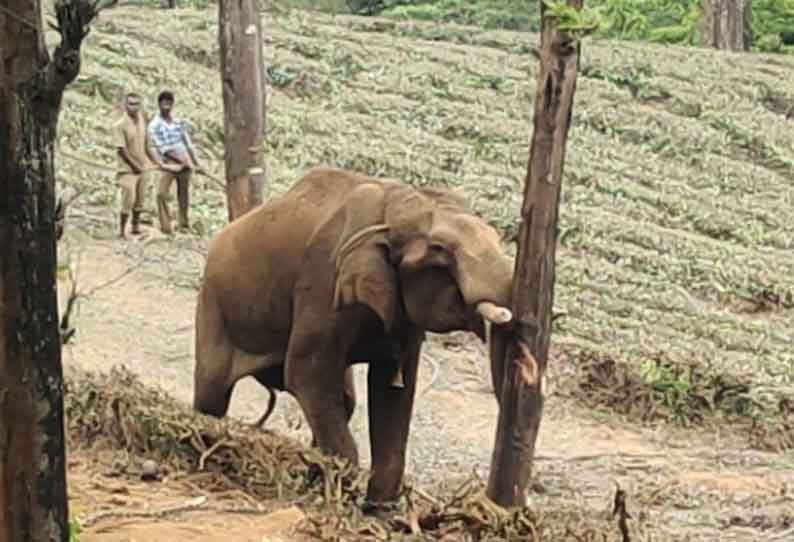 மதம் பிடித்த கும்கி யானை முதுமலைக்கு திரும்பியது