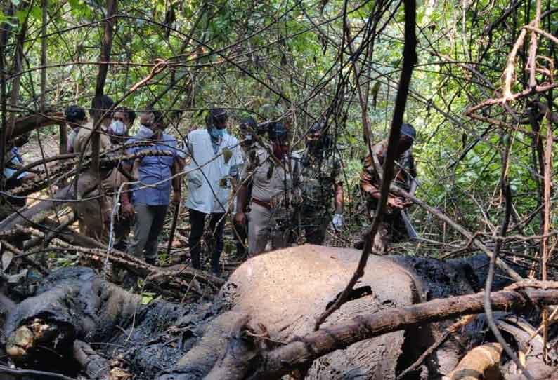 வால்பாறையில் வனப்பகுதிக்குள் காட்டு யானை இறந்து கிடந்தது