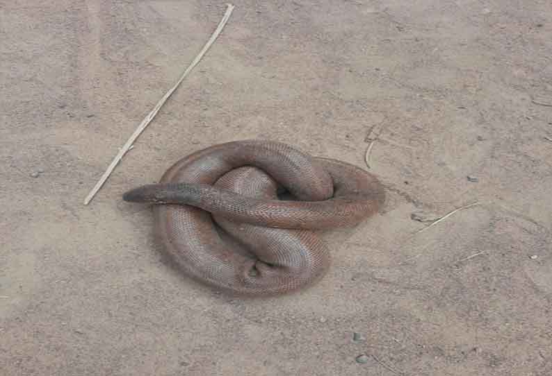 download earthworm snake