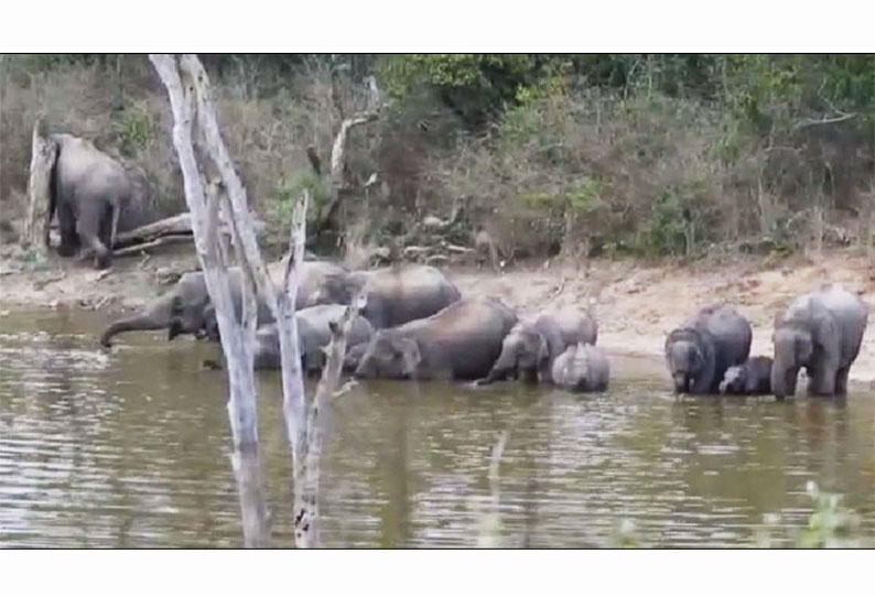 தளி வனப்பகுதியில் குட்டிகளுடன் ஏரியில் தண்ணீர் குடித்த யானை கூட்டம்