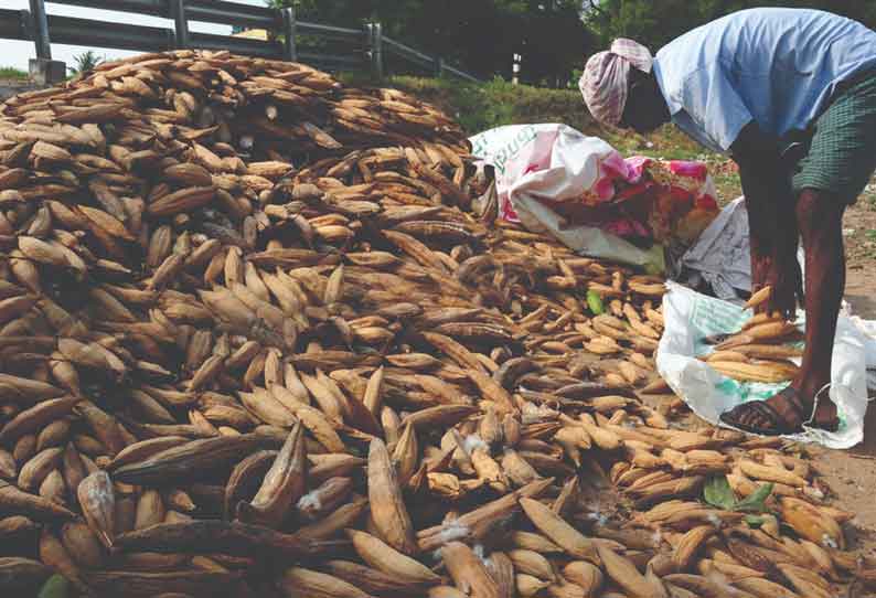 தோட்டங்களில் வேலிப்பயிராக இலவம்பஞ்சு மரங்களை வளர்த்து லாபம் ஈட்டலாம் என்று தோட்டக்கலை துறையினர் யோசனை தெரிவித்துள்ளனர்.