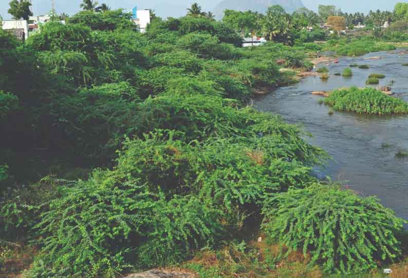 குமரலிங்கத்தையடுத்த கொழுமம் பகுதியில் அமராவதி ஆற்றை ஆக்கிரமித்து வளர்ந்துள்ள சீமைக்கருவேல மரங்களை அகற்ற வேண்டும் என்று சமூக ஆர்வலர்கள் கோரிக்கை விடுத்துள்ளனர்.