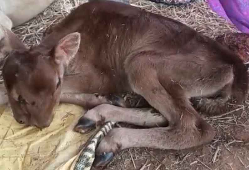 ஊத்தங்கரை அருகே இரண்டு தலைகளுடன் பிறந்த கன்றுக்குட்டி