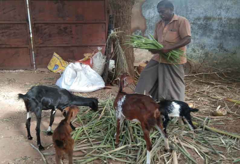 திசையன்விளை மார்க்கெட்டில் முருங்கைக்காய் கிலோ ரூ.3-க்கு விற்பனை