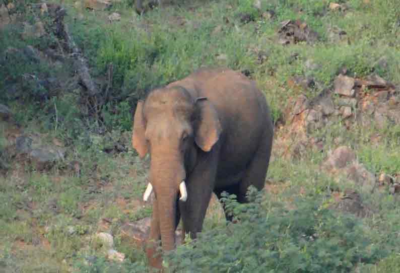 அந்தியூர் அருகே கரும்பு, வாழை தோட்டத்துக்குள் புகுந்து ஒற்றை யானை அட்டகாசம்- பொதுமக்கள் காட்டுக்குள் விரட்டிவிட்டனர்