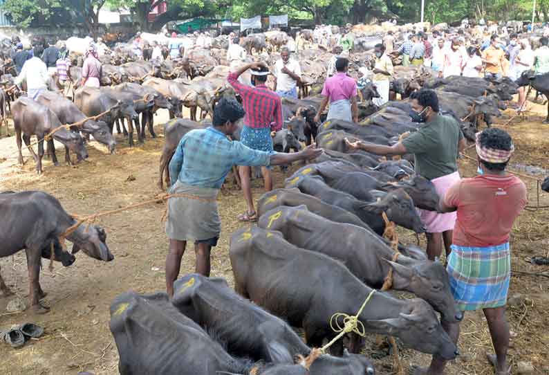 பொள்ளாச்சி சந்தையில் ஒரே நாளில் ரூ 3 கோடிக்கு மாடுகள் விற்பனை