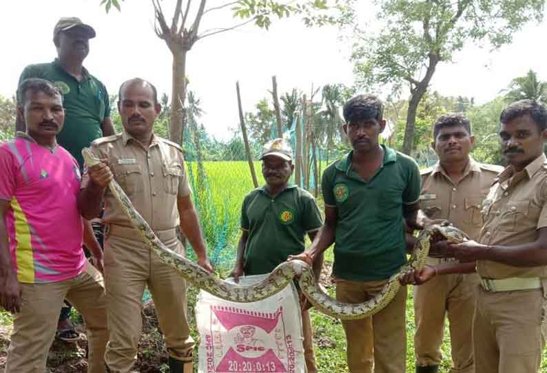 சேரன்மாதேவியில் மலைப்பாம்பு பிடிபட்டது