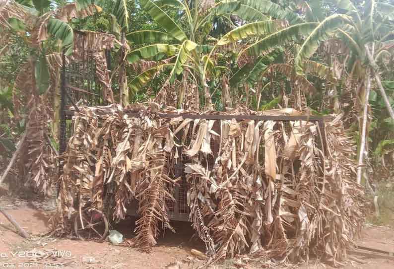 தோட்டத்தில் புகுந்த கரடியை பிடிக்க வனத்துறையினர் தீவிரம் தோட்டத்தில் புகுந்த கரடியை பிடிக்க வனத்துறையினர் தீவிரம்