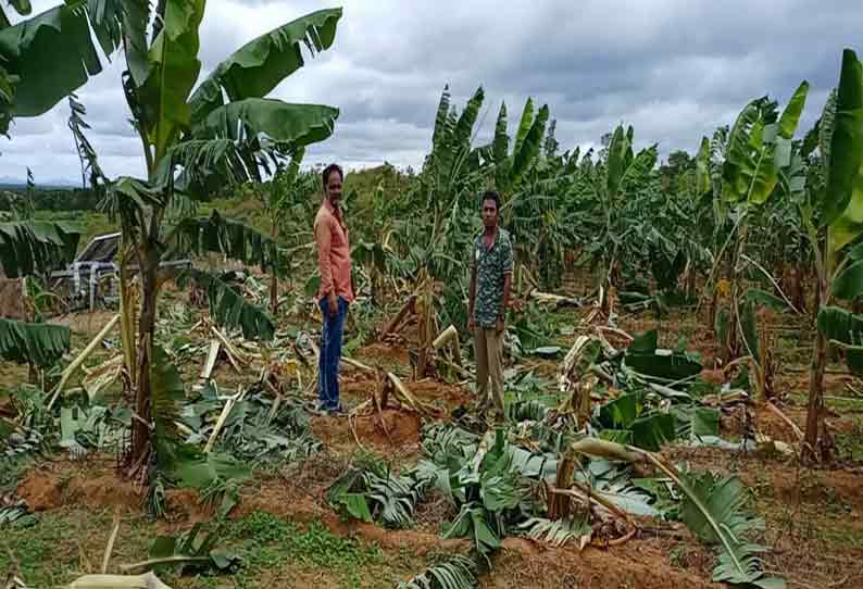 தாளவாடி அருகே தோட்டங்களுக்குள் புகுந்து யானைகள் அட்டகாசம்