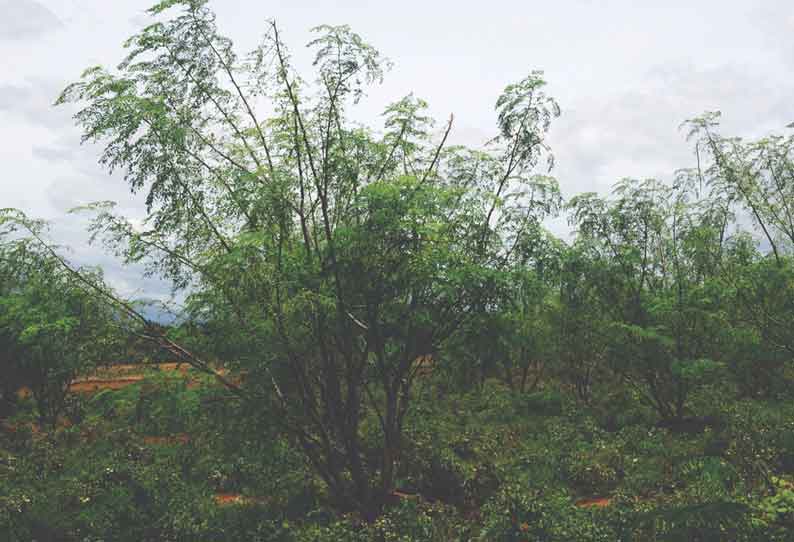 உடுமலை பகுதியில் முருங்கையில் ஊடுபயிராக காய்கறிகள் சாகுபடி செய்வதன் மூலம் விவசாயிகள் கூடுதல் வருவாய் ஈட்டி வருகின்றனர்.