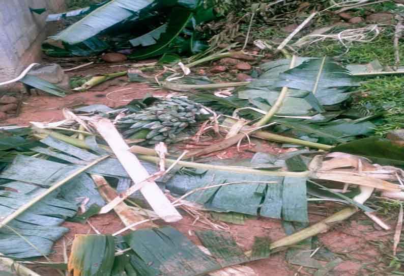 கூடலூர் அருகே வாழைகளை சேதப்படுத்திய காட்டு யானை