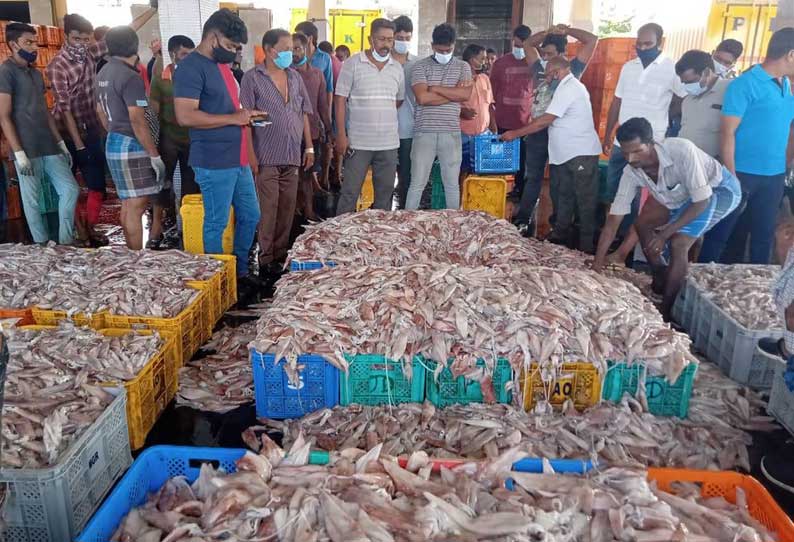 குளச்சல் மீனவர்கள் வலையில் கணவாய் மீன்கள் சிக்கின