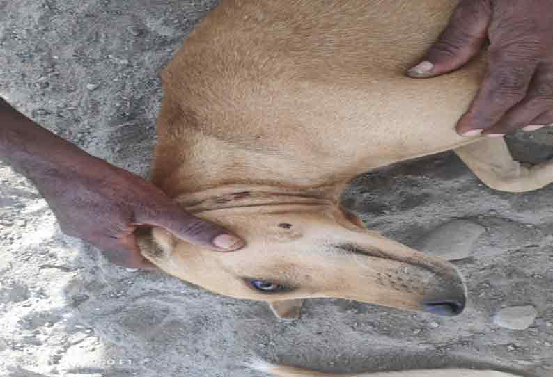 சத்தியமங்கலம் அருகே பரபரப்பு தோட்டத்துக்குள் புகுந்து நாயை கவ்விய சிறுத்தை; விவசாயிகள் விரட்டியதால் காட்டுக்குள் ஓடியது