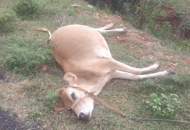 நம்பியூா் அருகே மர்மமான முறையில் இறந்து கிடந்த 3 மாடுகள்