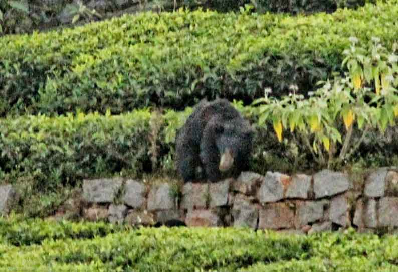 கோத்தகிரி அருகே குடியிருப்பு பகுதியில் கரடிகள் நடமாட்டம்