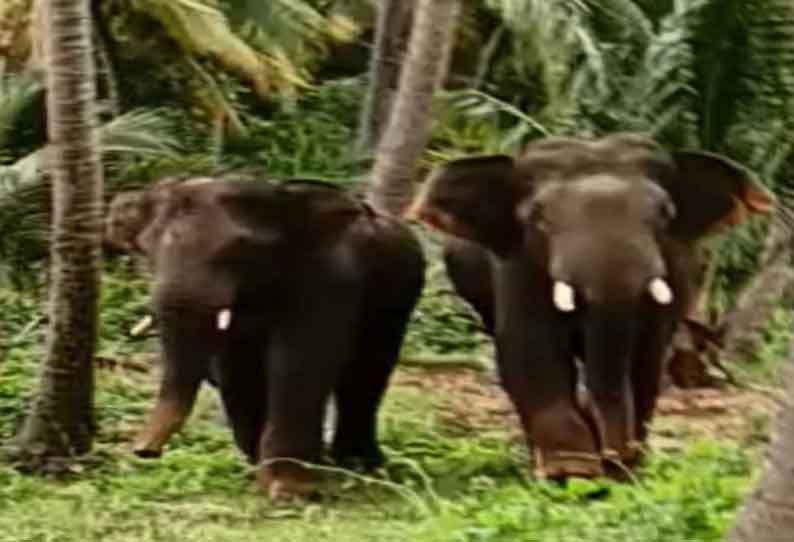 கடையநல்லூர் அருகே குடியிருப்பு பகுதிக்குள் புகுந்த காட்டு யானைகள்