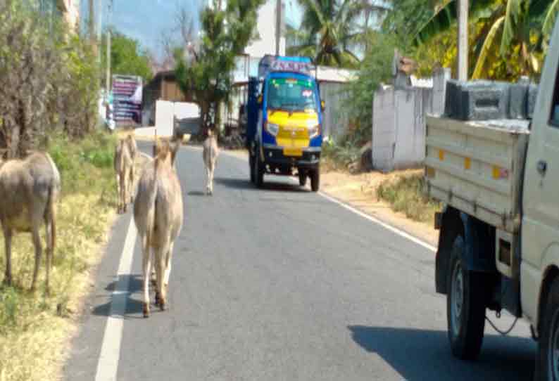 சத்தி அருகே போக்குவரத்துக்கு இடையூறாக ரோட்டில் சுற்றித்திரியும் கழுதைகள்