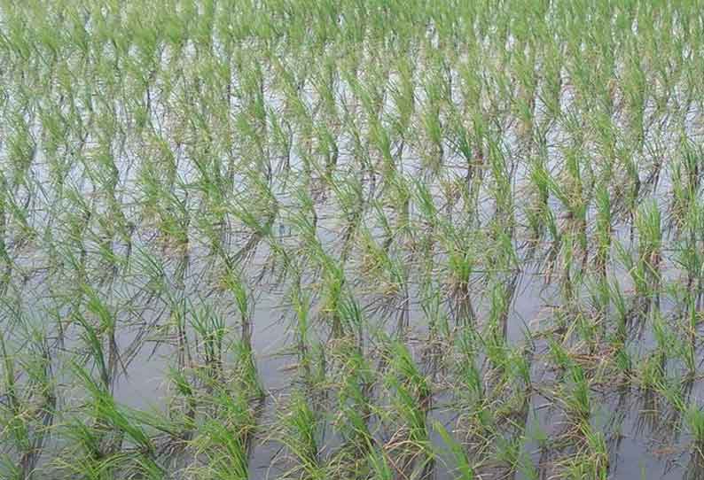 அய்யம்பேட்டை பகுதியில் யூரியா தட்டுப்பாடு குறுவை நெற்பயிருக்கு மேலுரம் இட முடியாமல் விவசாயிகள் அவதி