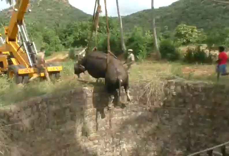 புத்தானத்தம் அருகே கிணற்றில் தவறி விழுந்த காட்டெருமை கொட்டும் மழையில் பத்திரமாக மீட்பு