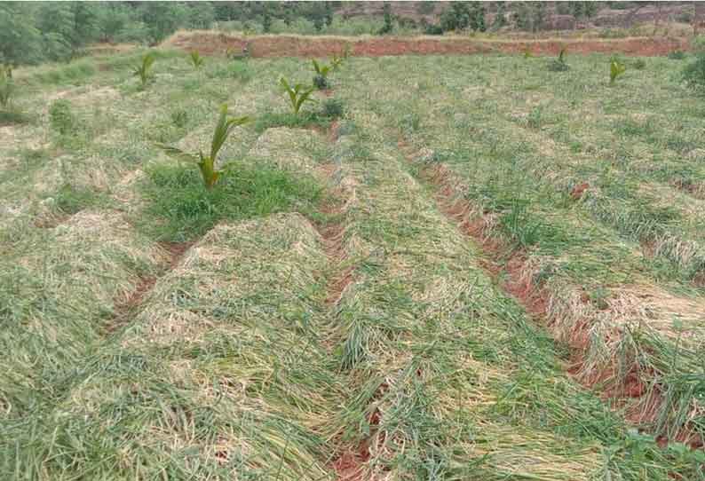 கடமலை-மயிலை ஒன்றியத்தில் 3 மணி நேரம் மட்டுமே மும்முனை மின்சாரம் வினியோகம்; விவசாயிகள் தவிப்பு