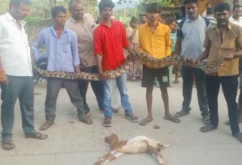 ஆம்பூர் அருகே  ஆட்டை கொன்ற மலைப்பாம்பு பிடிபட்டது