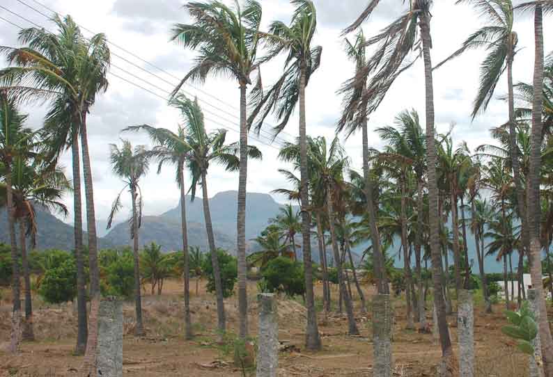 கருகும் தென்னை மரங்கள்