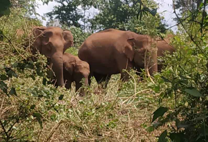 கூடலூரில் ஊருக்குள் புகுந்த காட்டுயானைகள்