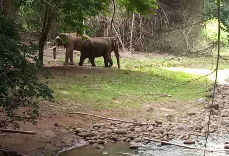 சீகூர் வனப்பகுதியில் சக யானைகளுடன் பழக தொடங்கிய ‘ரிவால்டோ’ யானை