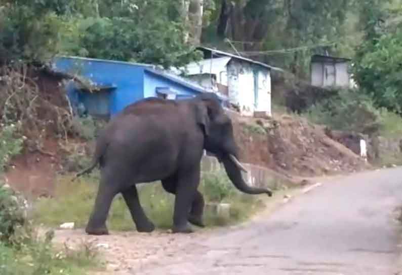 குடியிருப்புக்குள் புகுந்த காட்டு யானை