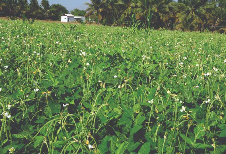 கேரள மாநிலத்தில் கொண்டாடப்படும் ஓணம் பண்டிகையையொட்டி காய்கறிகள் விலை உயருமா என்று உடுமலை பகுதி விவசாயிகள் எதிர்பார்ப்பில் உள்ளனர்.