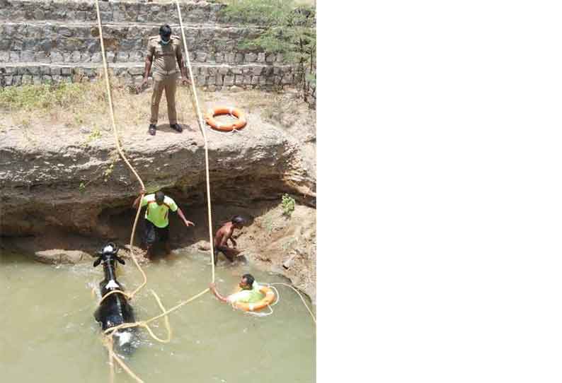 வேடசந்தூர் அருகே கிணற்றில் தவறி விழுந்த மாடு உயிருடன் மீட்பு