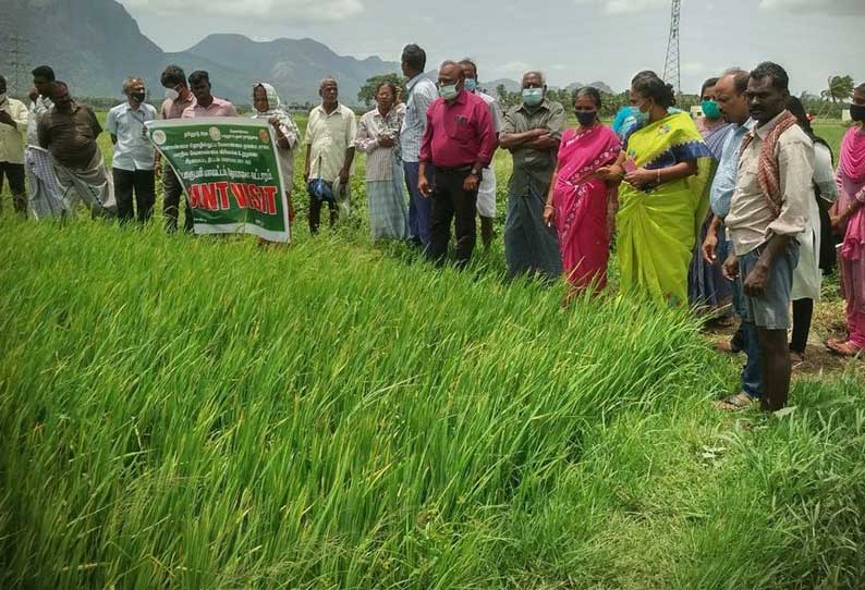 கன்னிப்பூ நெல் அறுவடை  தொடங்கியது