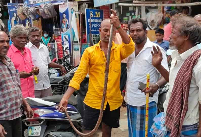 ஸ்கூட்டருக்குள் புகுந்த சாரைப்பாம்பு பிடிபட்டது