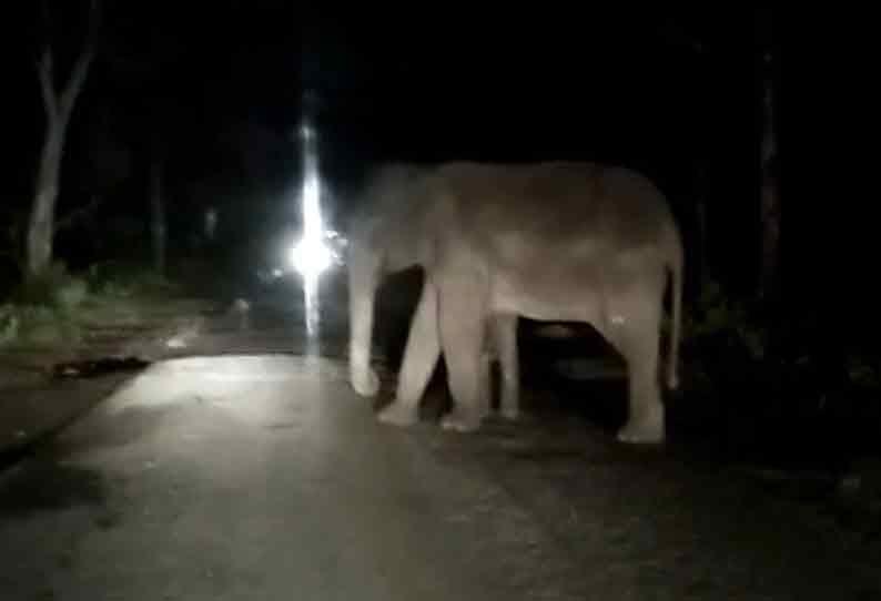 ரோட்டில் குட்டியுடன் நின்ற யானை