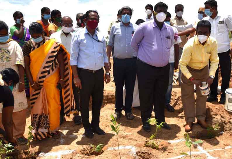 பசுமை வெளிப்பரப்பை அதிகரிக்க ஆயிரம் மியாவாக்கி காடுகள்