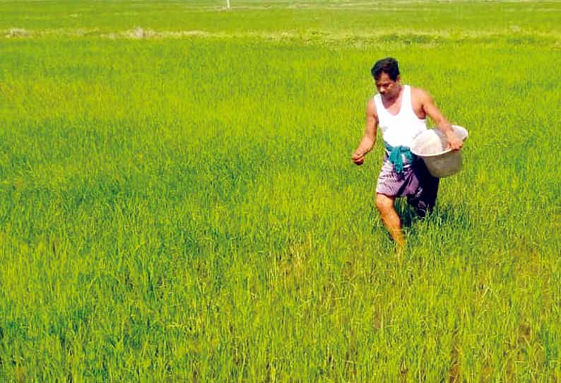 நாகை கடைமடை பகுதியில், குறுவை சாகுபடி செய்த விவசாயிகளுக்கு நம்பிக்கை தரும் மழை