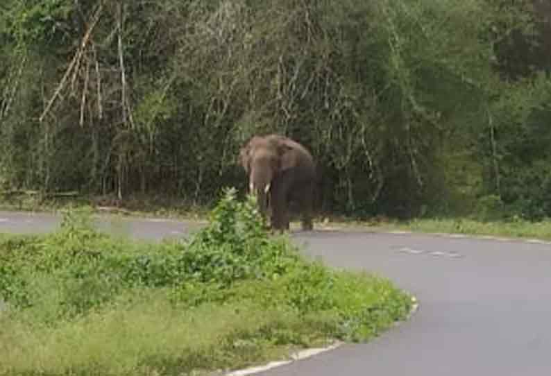 யானையால் போக்குவரத்து பாதிப்பு