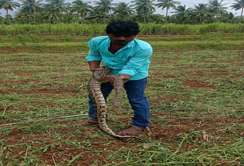 8 அடி நீள மலைப்பாம்பு பிடிபட்டது