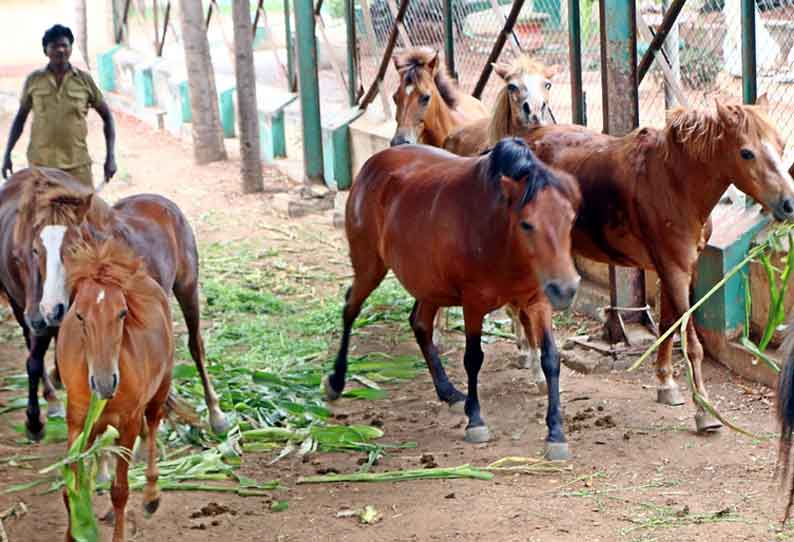 சாலையில் திரிந்த 7 குதிரைகள் வஉசி பூங்காவில் அடைப்பு