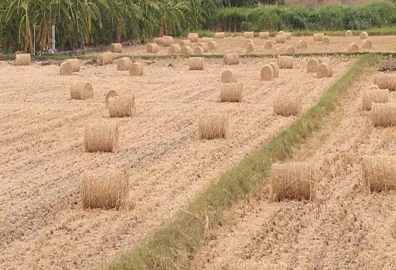 சாத்தான்குளம் பகுதியில் வைக்கோல் விலை வீழ்ச்சி