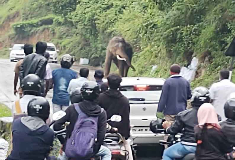 கோத்தகிரி-மேட்டுப்பாளையம் சாலையில் வாகனங்களை வழிமறித்த காட்டு யானையால் பரபரப்பு