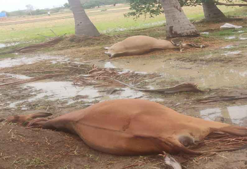 நாங்குநேரியில் 60 மி.மீ. மழை கொட்டியது