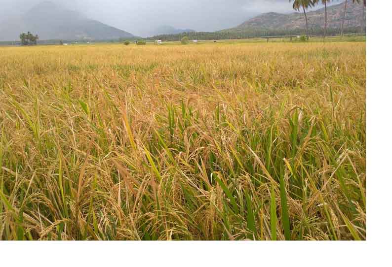 கெங்குவார்பட்டியில்  நெல் கொள்முதல் நிலையம் தொடங்க கோரிக்கை