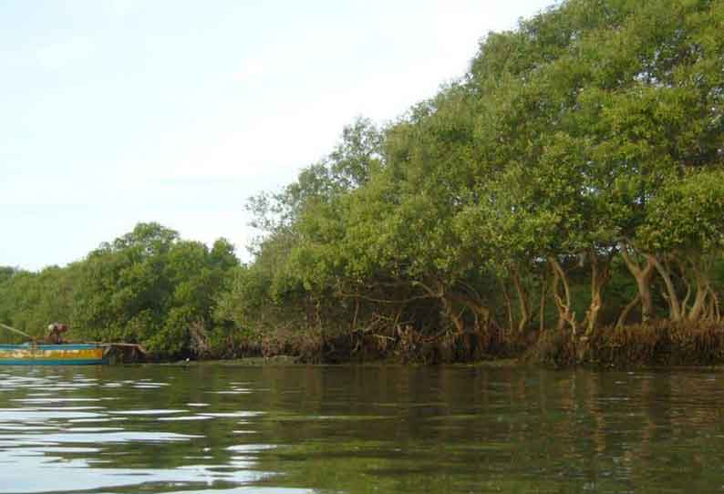 அலையாத்திகாடுகளை வளர்க்க அரசு நடவடிக்கை எடுக்க வேண்டும்