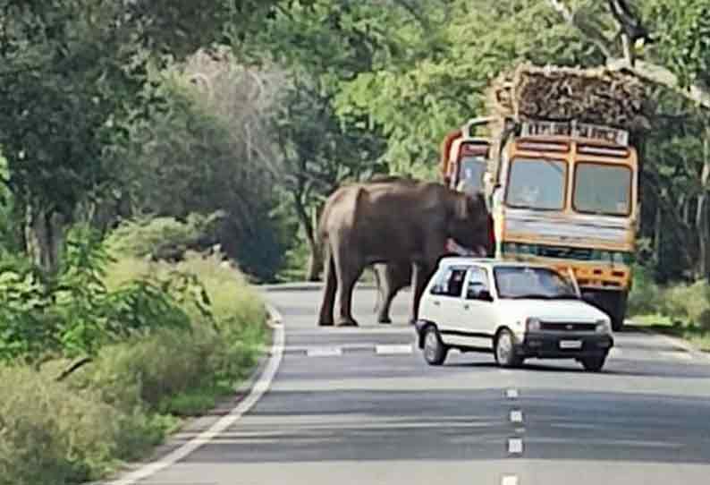 ஆசனூர் அருகே தேசிய நெடுஞ்சாலையில் குட்டியுடன் சென்று லாரியை வழிமறித்து கரும்பை சுவைத்த யானை