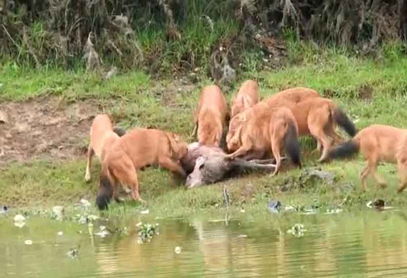 மான்களை வேட்டையாடிய செந்நாய்கள்